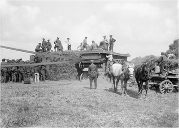Troops helping haymaking near Winnezeele September 1917 IWM Q2840