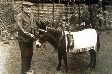 Don’t forget the ‘War Donkey’