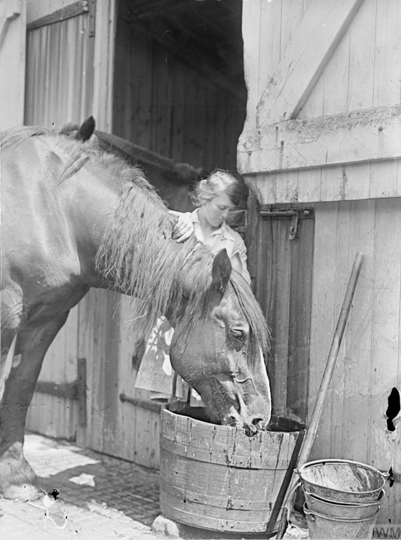 A female veterinary surgeon giving water to an army horse, Dalston, London. Photograph by Horace Williams. © IWM Q 30827