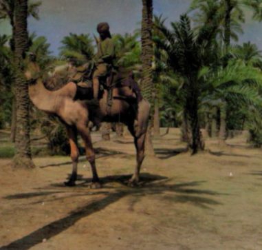 Indian Army, Camel Corps in the Middle East (single image from a stereoscope in The WFA archive) (c) WFA 2022)