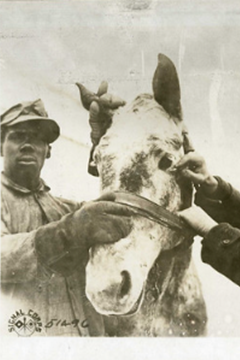 Ep.303 – The Remount Service and the Army Veterinary Corps during The Great War – Dr Jane Flynn