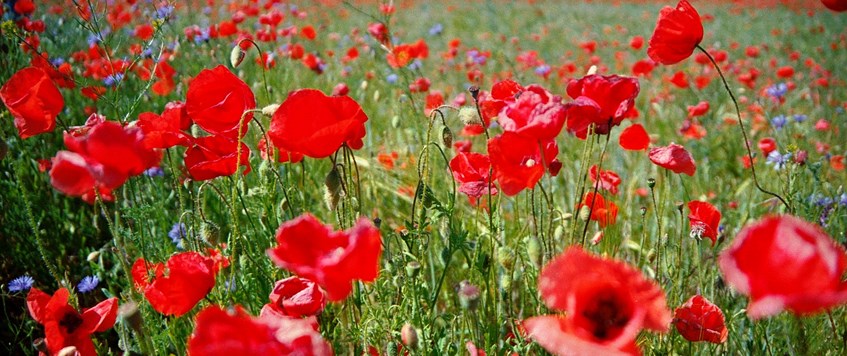'In Flanders Fields the Tourists Flow' by Dr John Greenacre