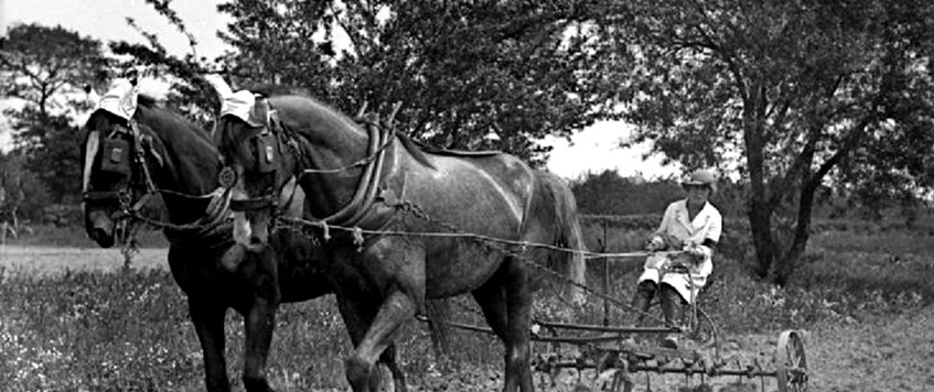 The Women’s Land Army during the First World War