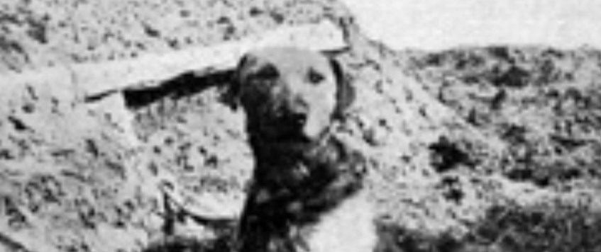'Major Richardson and the War Dog School' by Luci Gosling