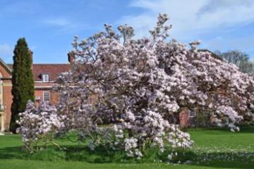 Booking now for St Hugh's Armistice Tree Centenary Celebration 6 April 2019