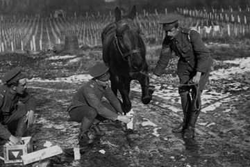 'Army Veterinary Services During The Great War' by Dr Graham Winton