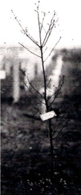 Lone English Oak Then