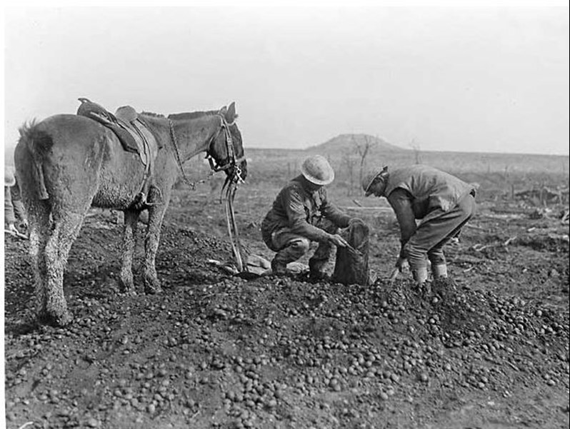Coal Salvaging