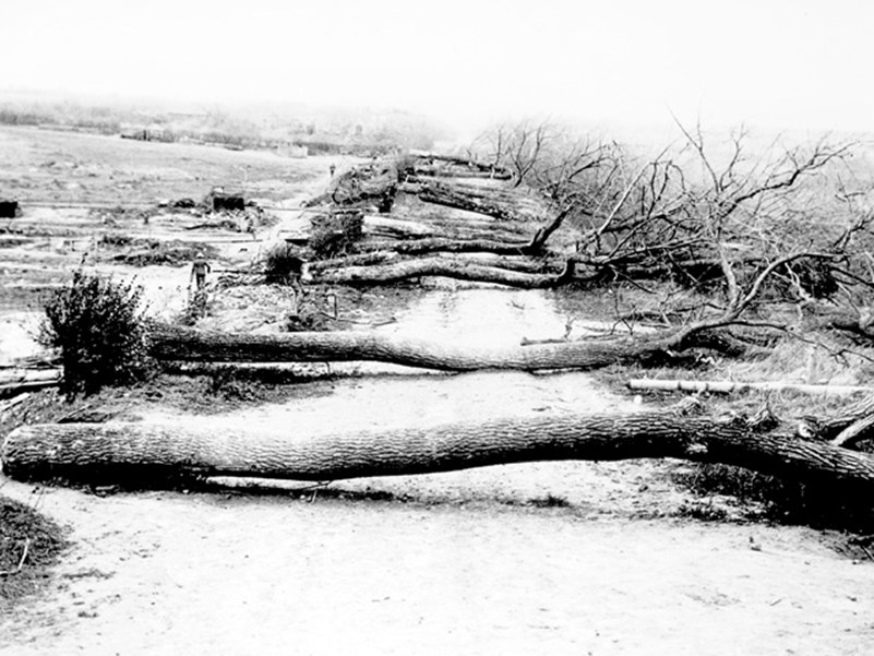 Trees block the road