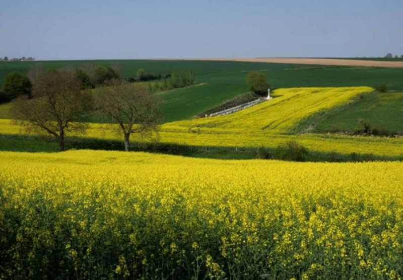 The image for May 2021 - Beaumont-Hamel British cemetery, taken from the Hawthorn Ridge. Photograph by Andrew Holmes