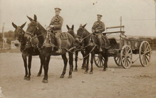 Army Service Corps GS Wagon with Four Mules. (Image courtesy of www.worthpoint.com)