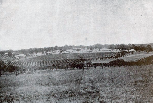 View of Blackboy Hill Camp, Western Australia 1915