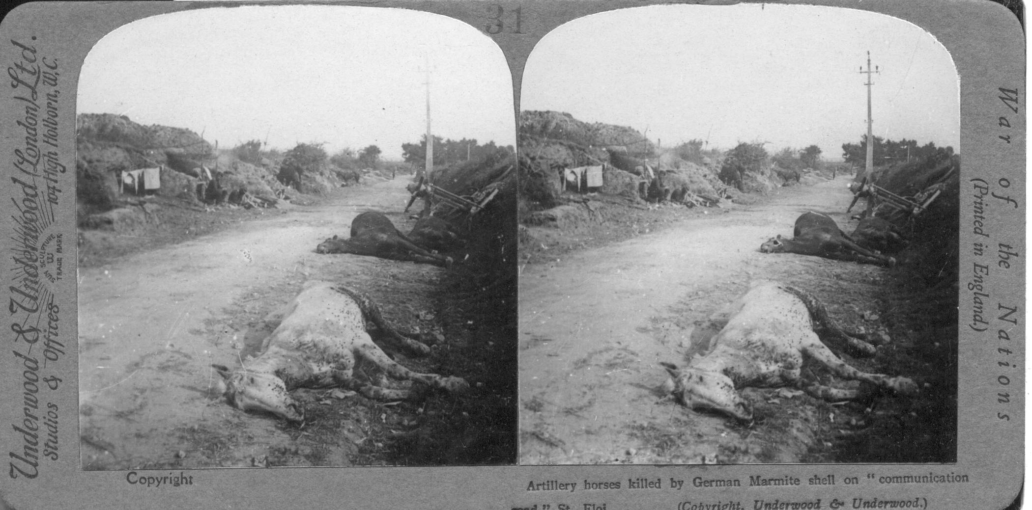 Artillery horses killed by German Marmite shell on "communications road," St. Eloi