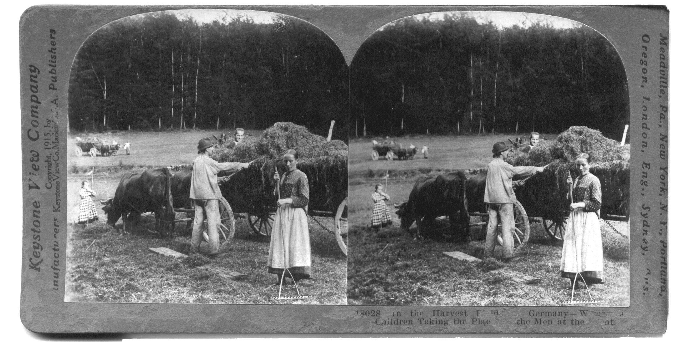 In the Harvest Field, Germany--Women and Children Taking the Place of the Men at the Front