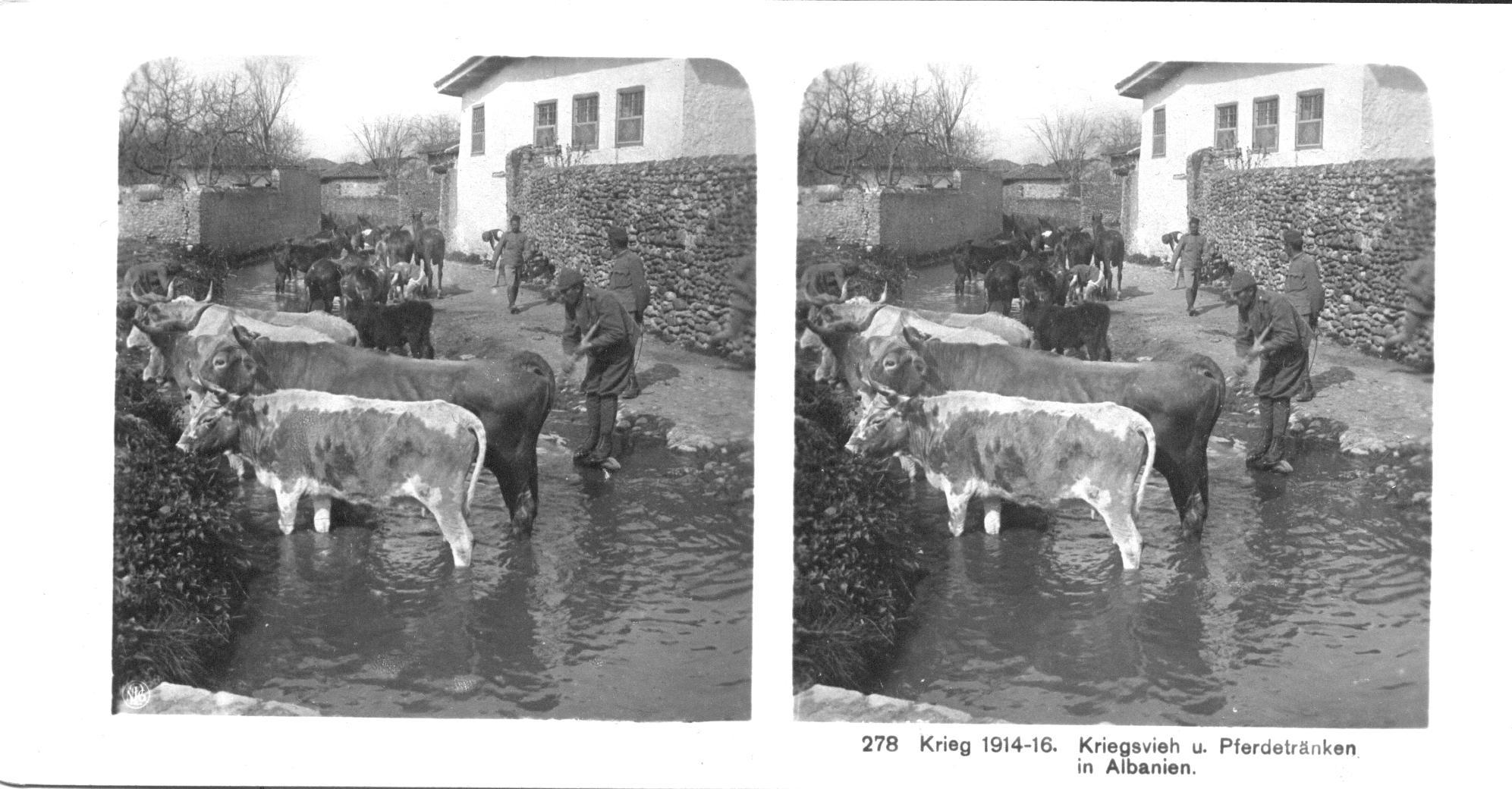"Kriegsvieh und Pferdetränken in Albanien" - War cattle and horse drinks in Albania
