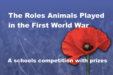 The Roles Animals Played in the First World War Competition