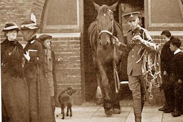 Finding the Horses and Mules for the British Army during the First World War