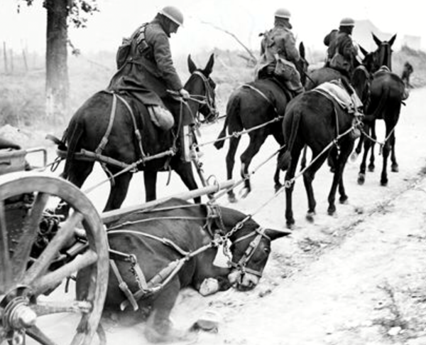 Ep. 19 – Animals in the Great War – Lucinda Moore | The Western Front Association Ep. 19 – Animals in the Great War – Lucinda Moore | The Western Front Association