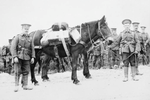 Pack mules of the 8th (Service) Battalion of the Norfolk Regiment. 1915. (c) IWM Q53976.
