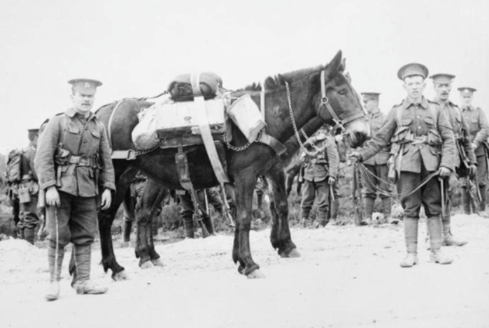 Pack mules of the 8th (Service) Battalion of the Norfolk Regiment. 1915. (c) IWM Q53976.