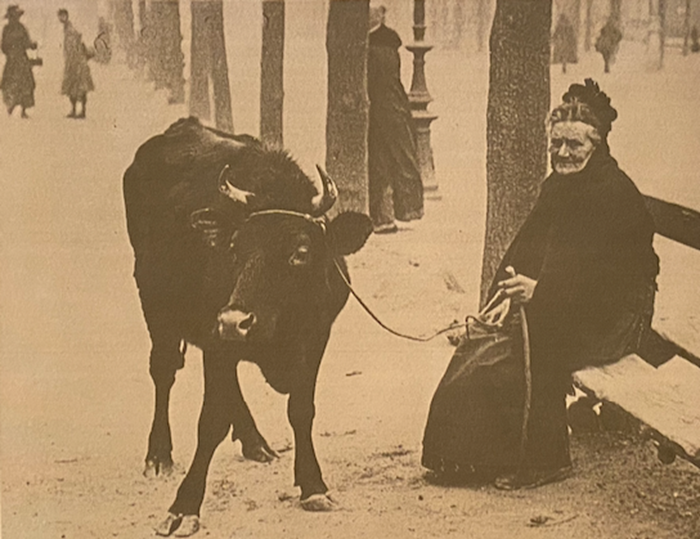 The German Offensive 1918 : an old woman with her Cow in Amiens 28 March 1918;     Used in the press to who the human cost of the offensive. British official, Tom Aitken, Q 10836.