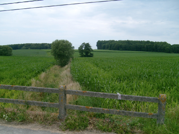Looking north over the concrete fence – in the distance: Railway Wood L; Bellewaerde Wood R.