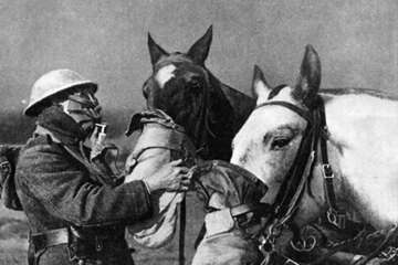 Horses on the Western Front by Elspeth Johnstone