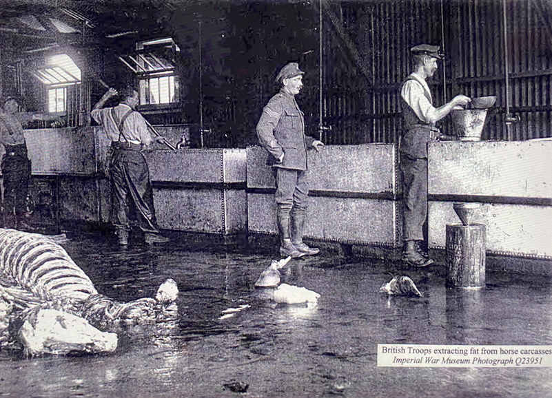 British Troops extracting fat from carcasses IWM Q 23951