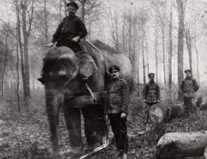 Elephants
