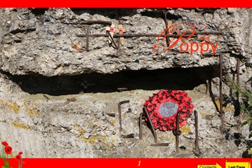 Poppy No.50