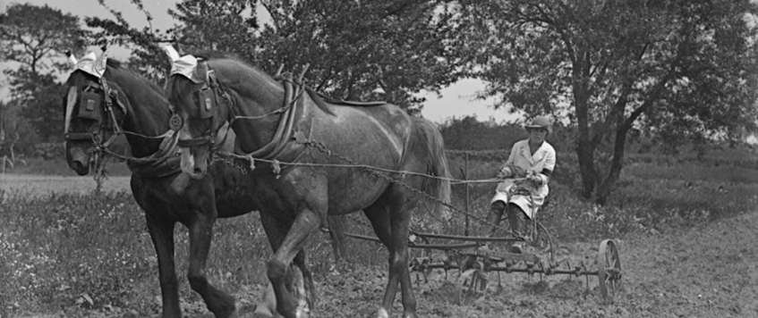 A talk by Dr. Vivien Newman 'With bill-hook and stick they cleared out the ditches.  Women on the land in the First World War'