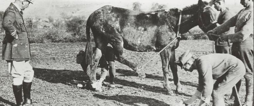 Dr. Jane Flynn - ‘A Weapon in the Hands of the Allies’ The Remount Service and the AVC