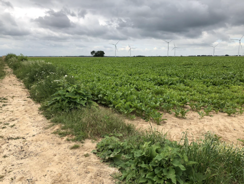 Location in which The German 1st Prussian Guards entered The British front line at the bend in the road opposite La Maisonette. The German raiding parties went left and right down the British trench system (the trench would have been parallel to the road)