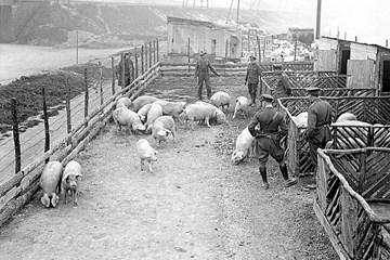 The Influenza Epidemic of 1918