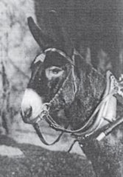 A Picture Of Jimmy Taken In The Post War Years. Claims That His Headband Show That He Had Been Promoted To The Rank Of ‘Sergeant’ Are Unsubstantiated