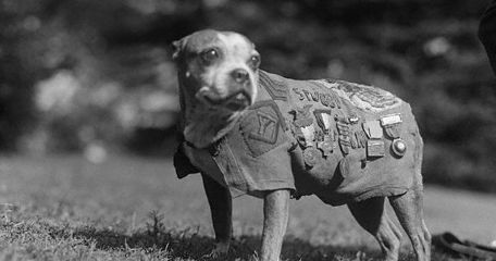 Sgt Stubby