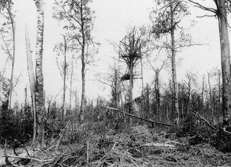 Mametz Wood