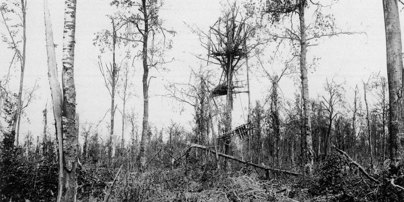 Mametz Wood