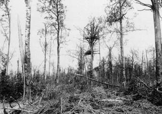 Mametz Wood