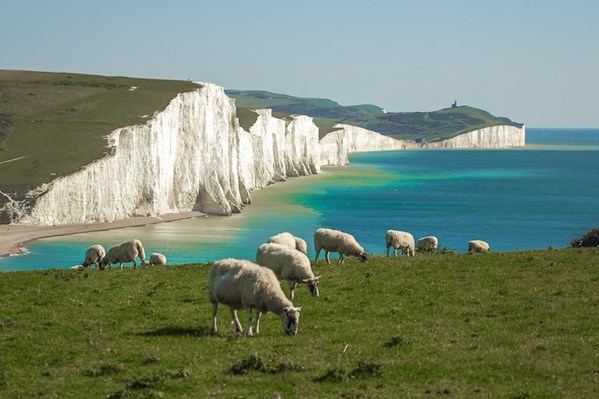Sheep Grazing On The South Downs (Image – Wiredforadventure.Com)
