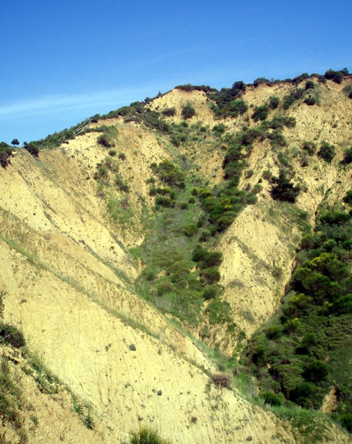 Rhododendron Ridge. The Kind Of Inhospitable Terrain That Jo’S Father Had To Negotiate.