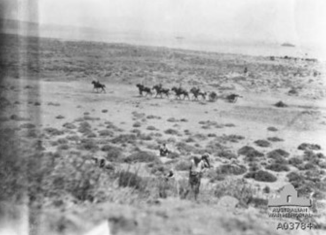 A British Field Gun Going Into Action Behind Lala Baba After Landing At Suvla Bay