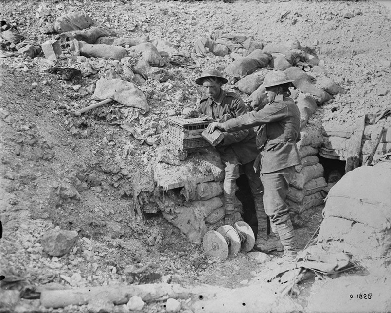Canadian Pigeon Carriers Watering The Birds In Captured Boche Trenches On Hill 70. August, 1917