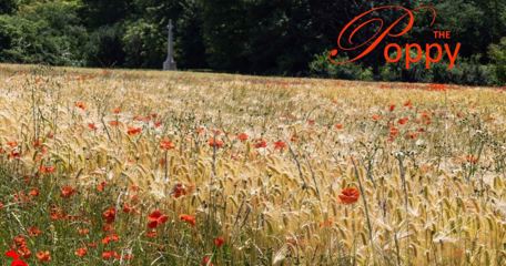 The Poppy