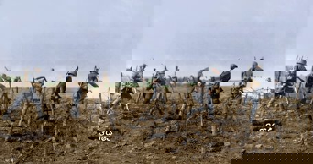 The Battle Of The Lys, April 1918