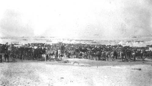 QODY Regiment 25 Feb 1916 Near To The Coast At Sidi Barrani. (Image Courtesy Of The Keep Military Museum And The QODY Regimental Association)