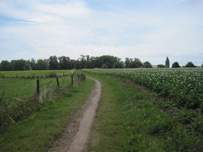 The Trees In Gheluvelt Chateau Grounds