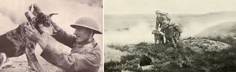 Dogs In Ww1