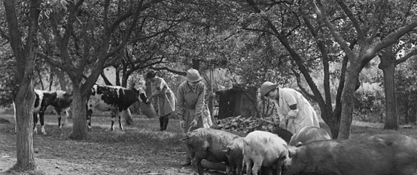 'The Women's Land Army During The First World War' by Helen Frost