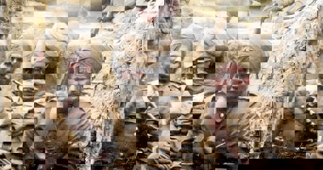 The British Indian Army In World War 1